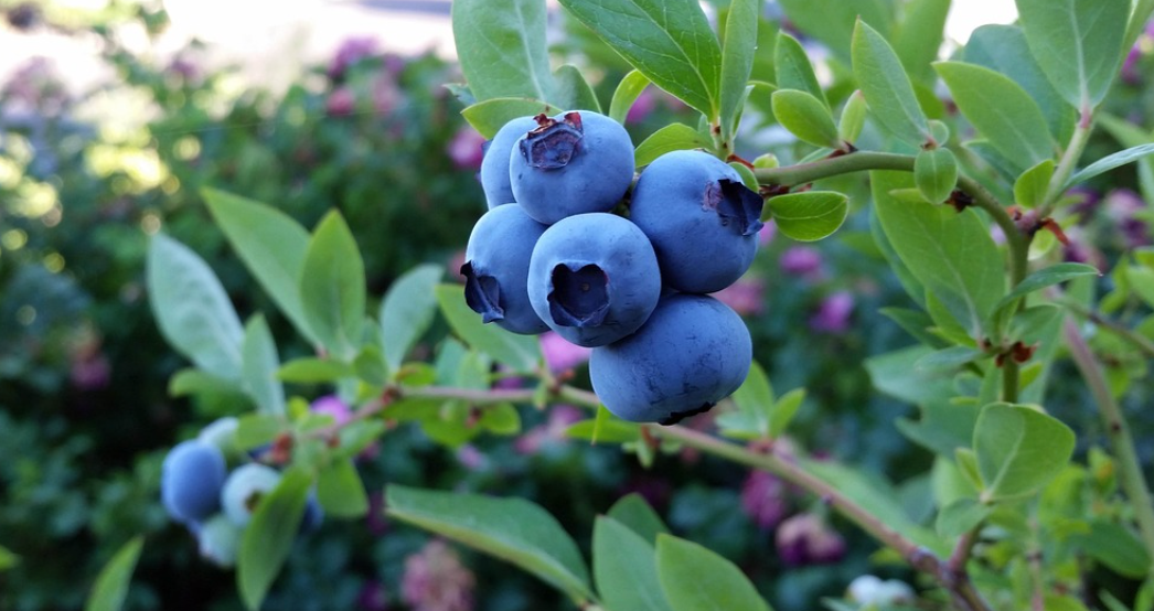 스트레스-커피-블루베리-불안장애-요구르트-복합탄수화물-녹차-호박씨