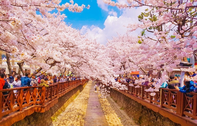 3월 꽃축제 봄꽃축제 추천