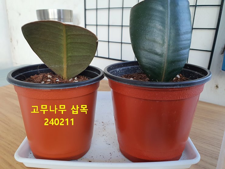 고무나무 삽목 240211
