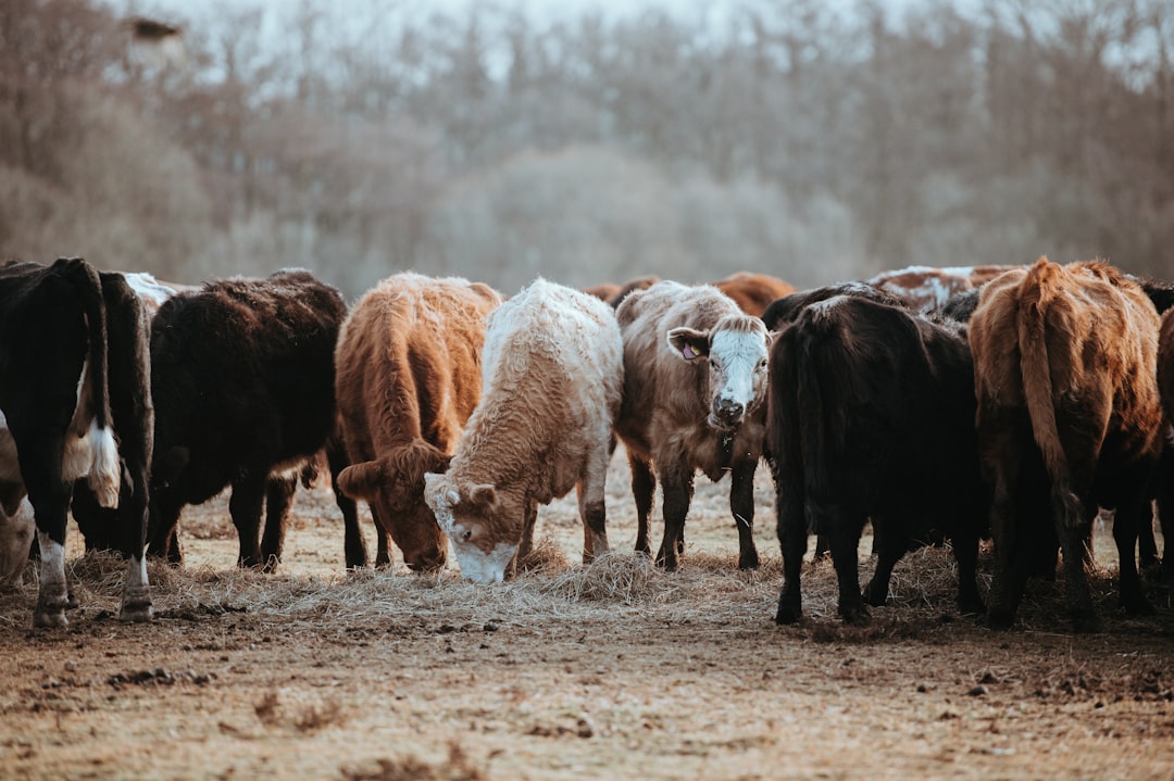Livestock