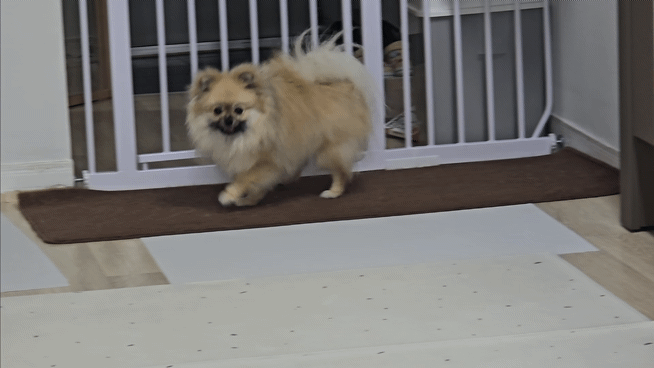 외부구충제를 바르고 뒹구는 강아지