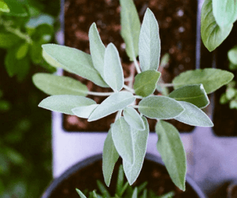 불면증에 좋은 약초 related image 1