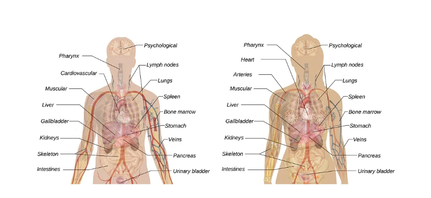 인체해부도의 모습