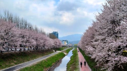 양재-시민의 숲-벚꽃길