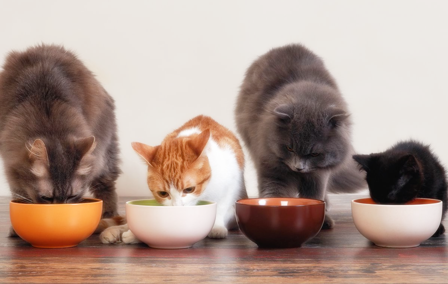 고양이 사료 종류별 영양 성분 차이