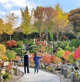베어트리파크 단풍축제 할인&amp;#44; 맛집&amp;#44; 주차장