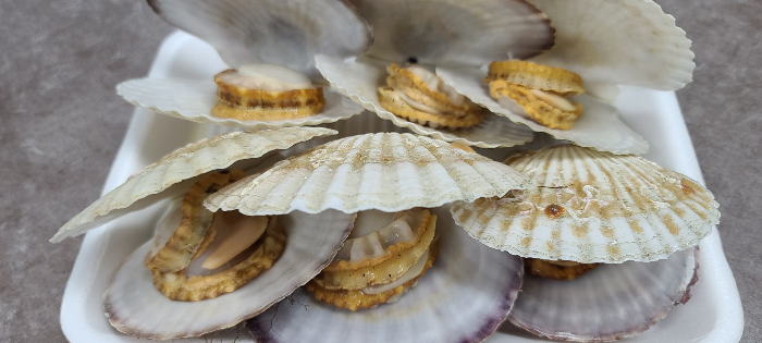 죽해수산 가리비 서비스 가리비서비스