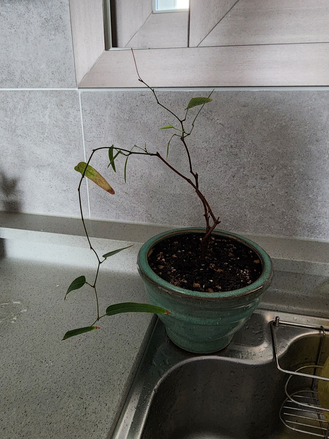 앙상한 줄기만 남은모습