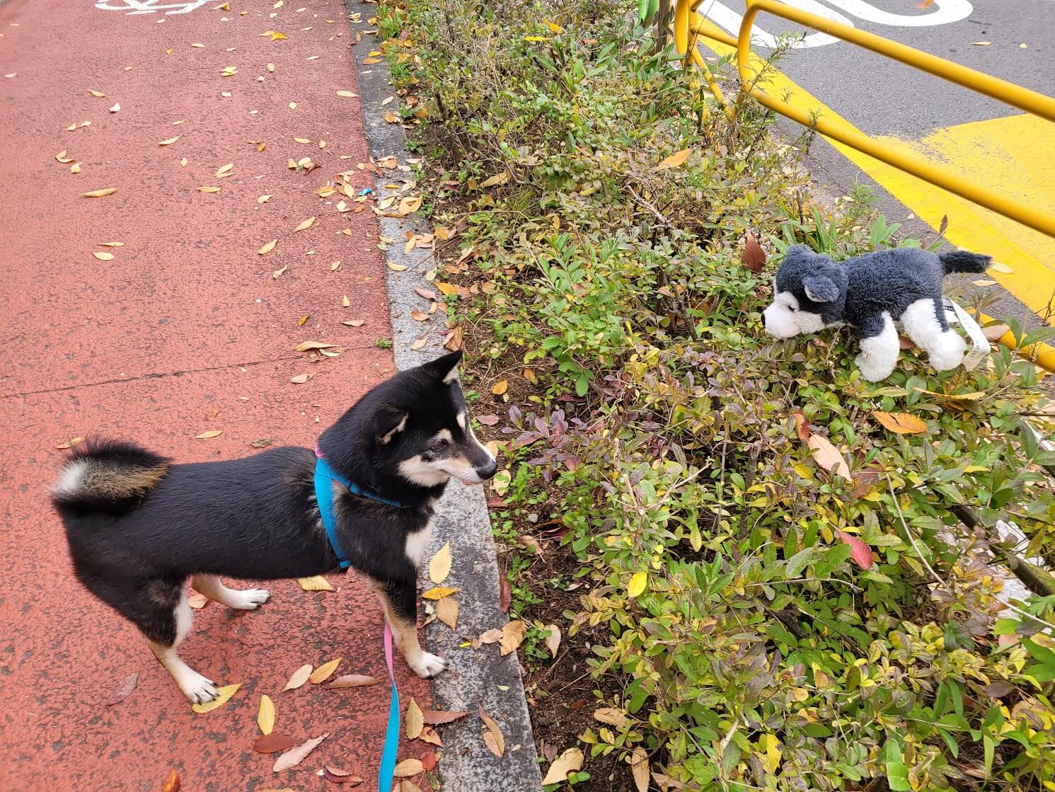 다른 강아지와 만난 개