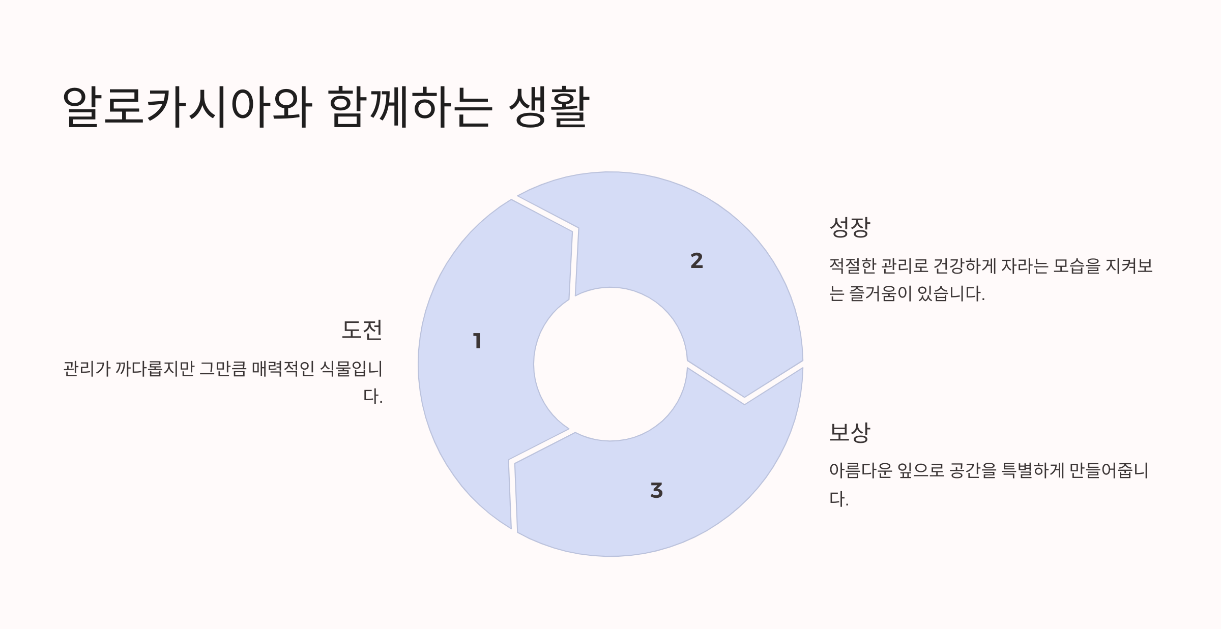 알로카시아 사진