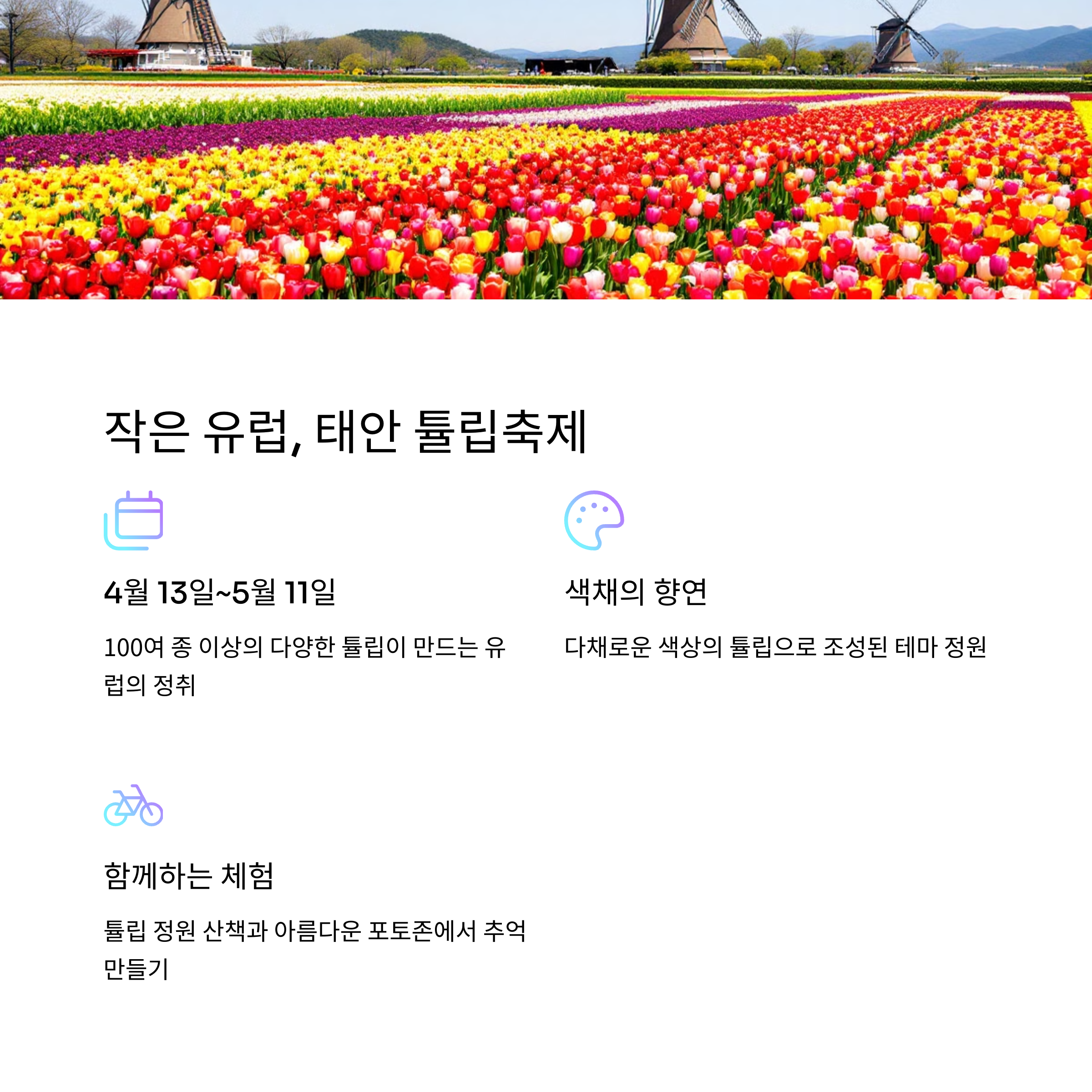 태안 튤립축제