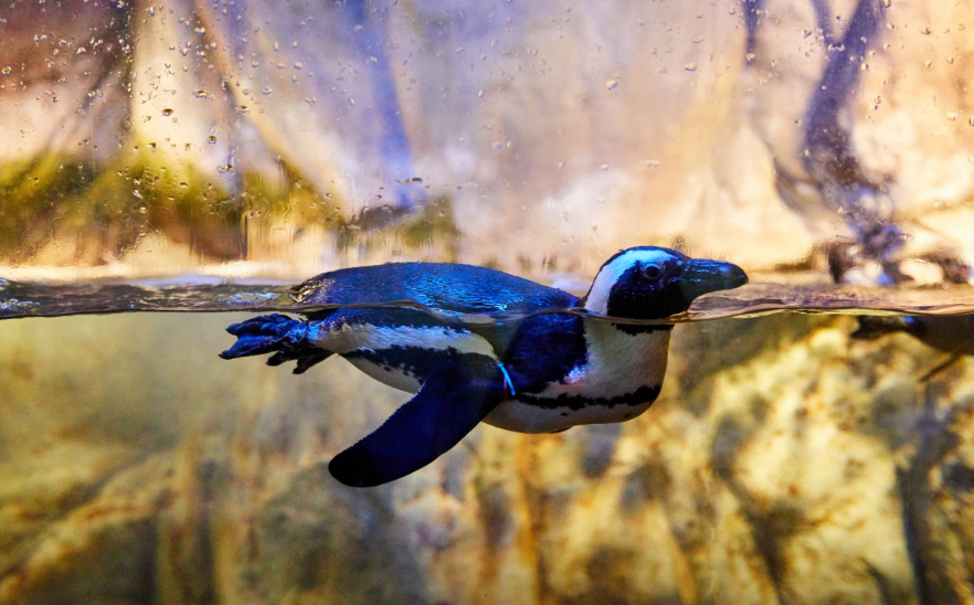 부산아쿠아리움 씨라이프 펭귄