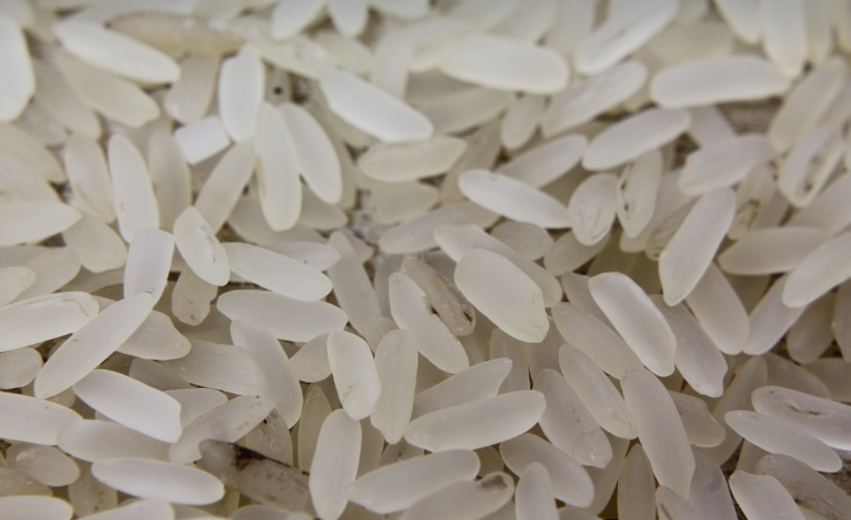 쌀벌레 생기는 이유 예방법 퇴치법 추가팁 총정리