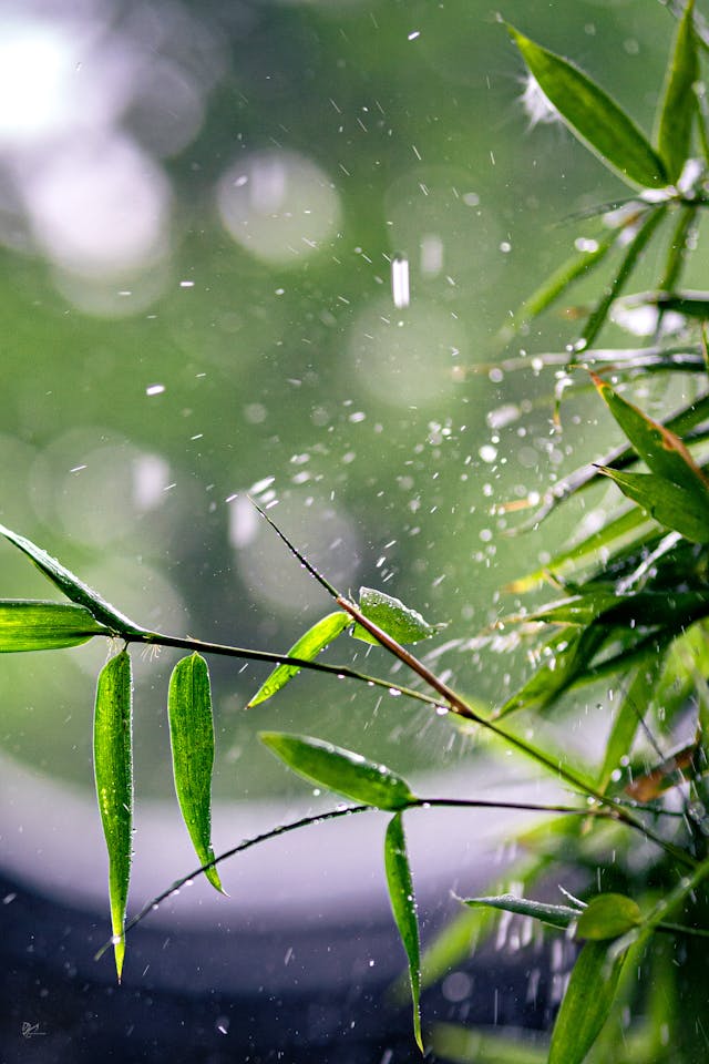 대나무에 비가 내리는 모습