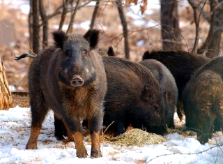 이화여대 멧돼지 출몰 (영상) &amp;#124; 대처 방법 긴급 상황