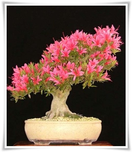 "영산홍" 봄날을 물들이는 활짝 핀 주홍빛 유혹의 매혹적인 꽃!