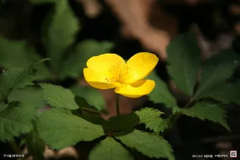 5월의 야생화 백화등 소리쟁이 낮달맞이꽃 알프스민들레_20