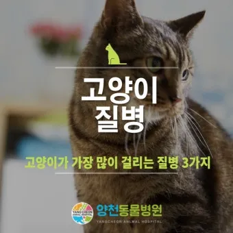 고양이 갑상선 기능 항진증 원인 증상 수치 관리법 총정리 정리자료_3