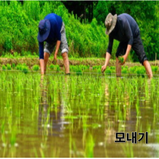 계절별 농사 기술과 유기농 재배의 장단점 : 모내기 이미지