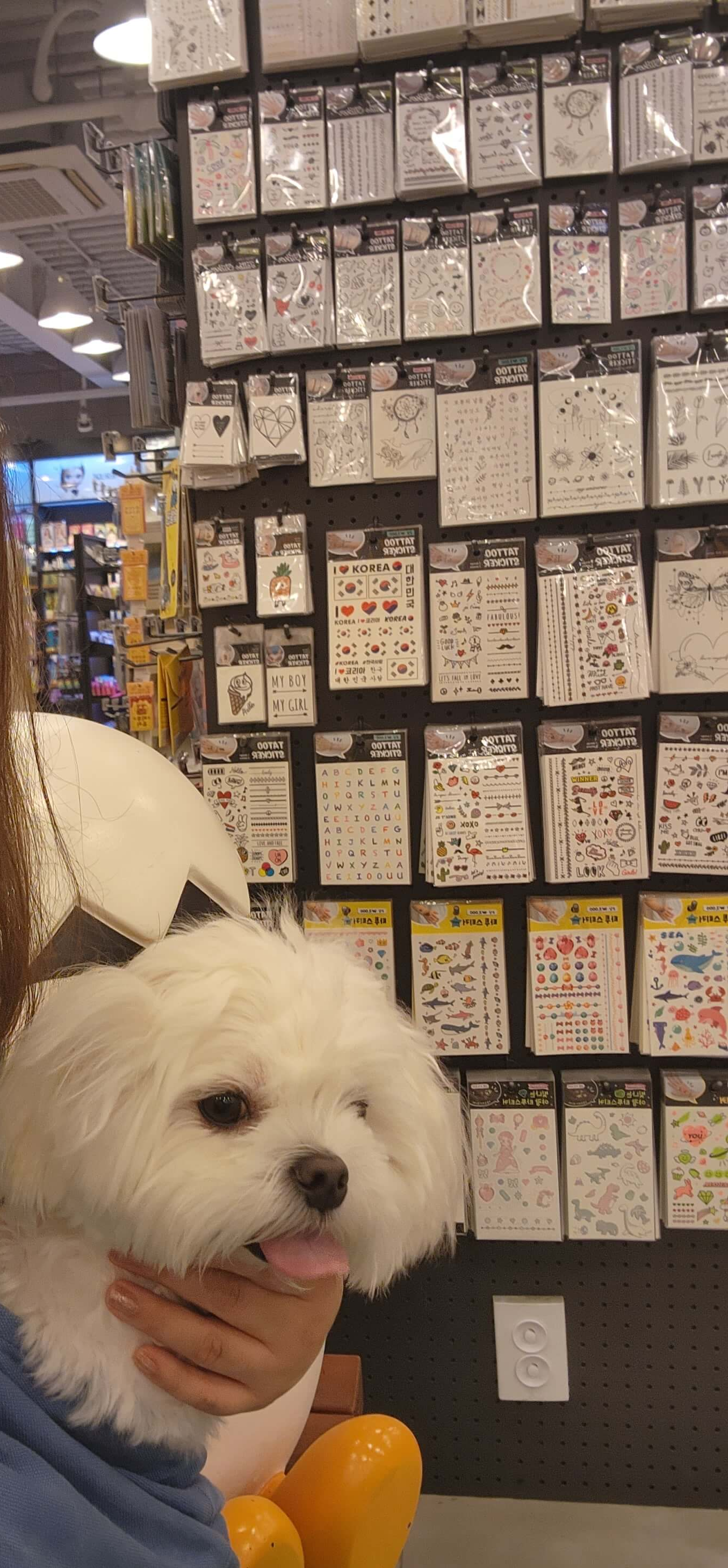 전주 애견동반 갈만한곳 객사길