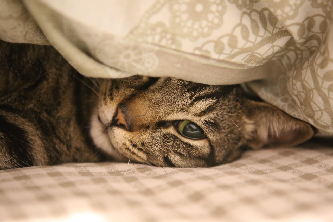 고양이 키우기: 초보집사를 위한 입분양부터 준비물 및 주의사항