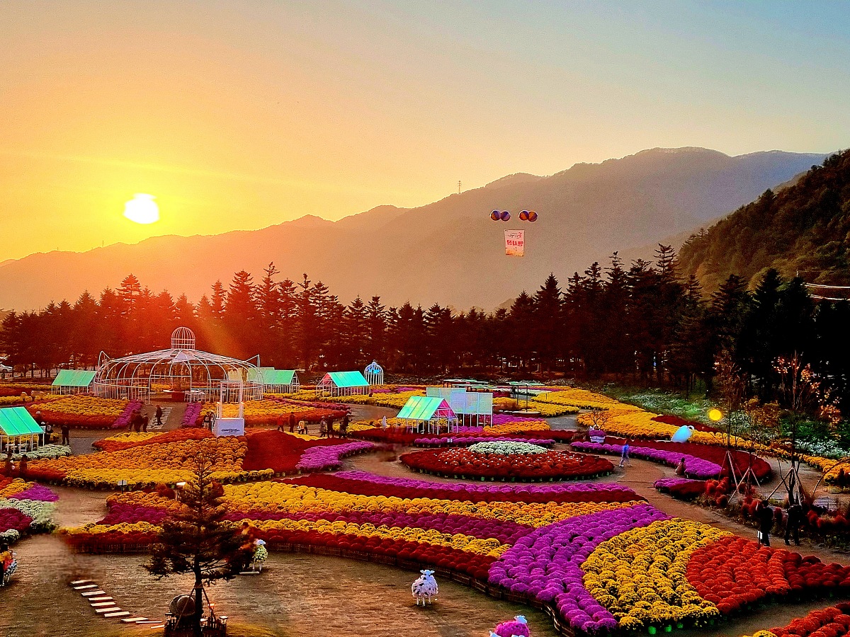 2024 강원도 인제 가을꽃 축제: 꽃길만 걷자 노을빛 국화 풍경, 단풍 후기 (10.17.)