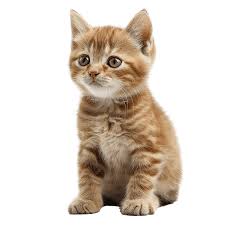 고령자 운전면허 반납나이 