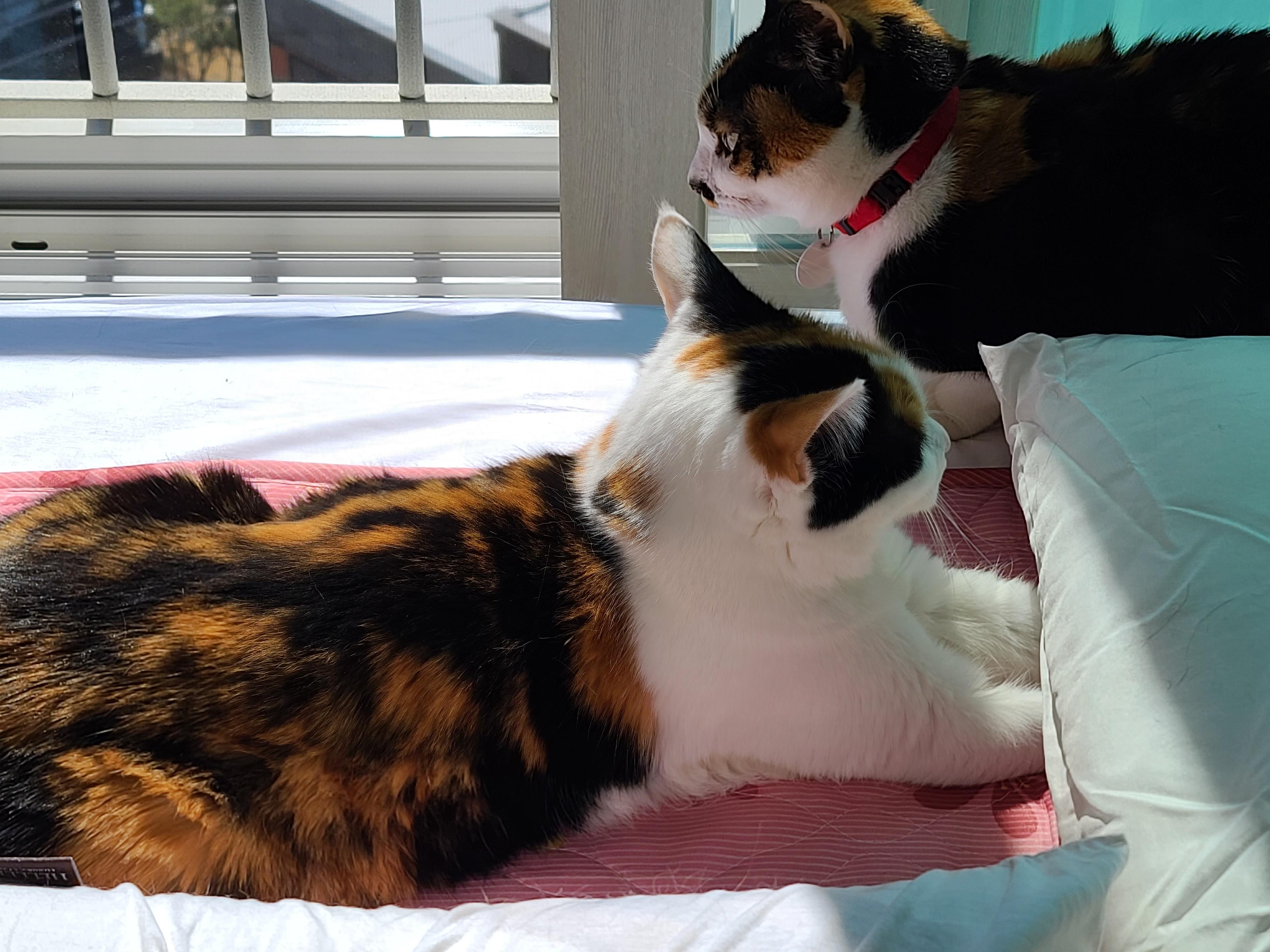 평안한 일요일 아침 아홉냥이들. 고양이를 불러모으는 전기장판.