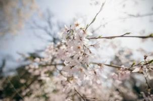 2026 벚꽃 힐링 여행 완벽 가이드