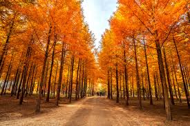 남이섬 입장권 할인