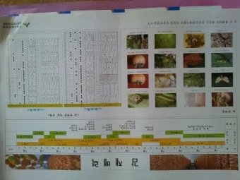 감자 재배 달력 파종 북주기 역병 관리 수확 및 저장_7