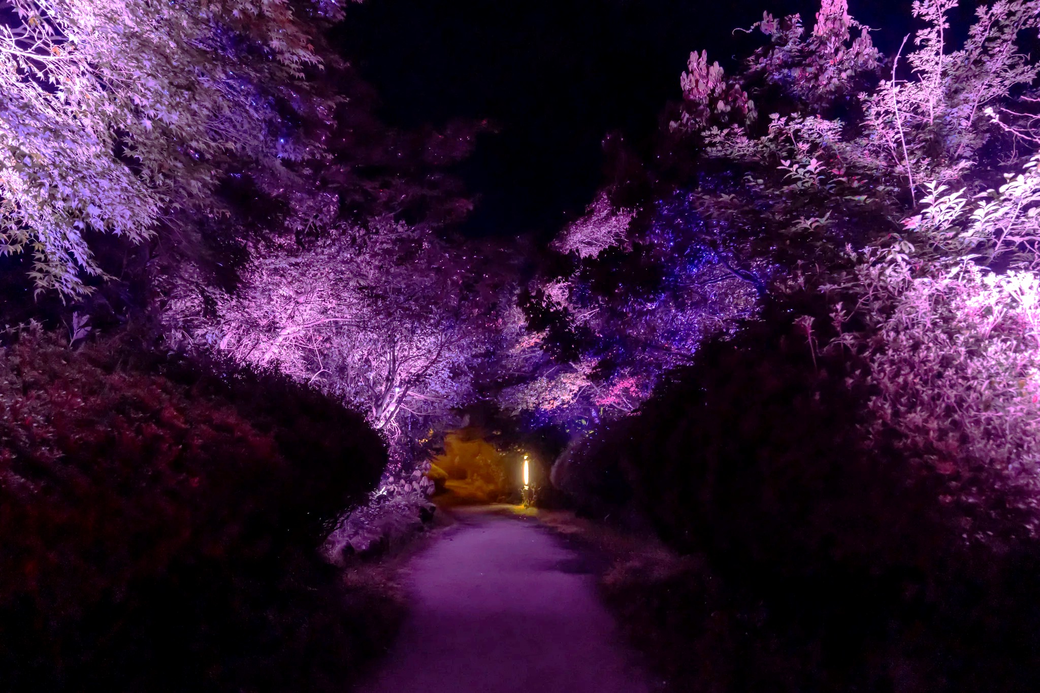 제주 루나폴 야간 테마파크의 몽환적인 숲길을 보여주는 미디어아트 전경