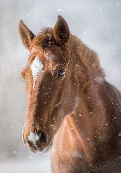 2026년 병오년 신년운세 무료로 보는법