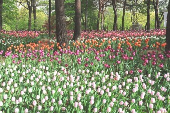 서울숲