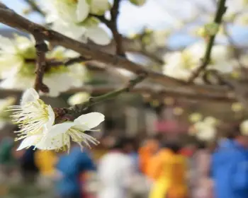광양 매화축제_16