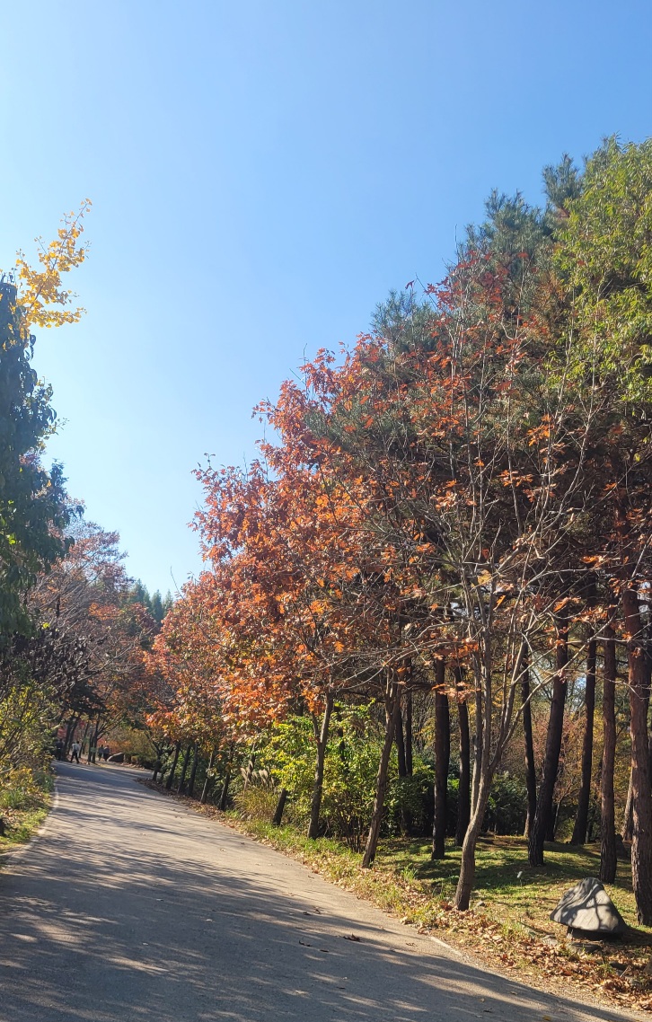 물향기 수목원 가을 단풍
