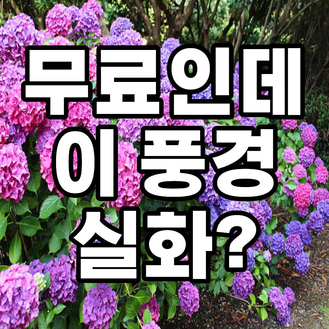 울산 장생포 수국축제 2026 장생포 고래문화마을 수국정원 야경 풍경