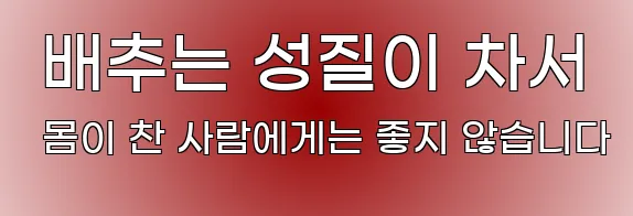  배추는 성질이 차서 몸이 찬 사람에게는 좋지 않습니다