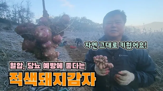 돼지감자 재배 종구 선택 배수로 만들기 수확 건조_8