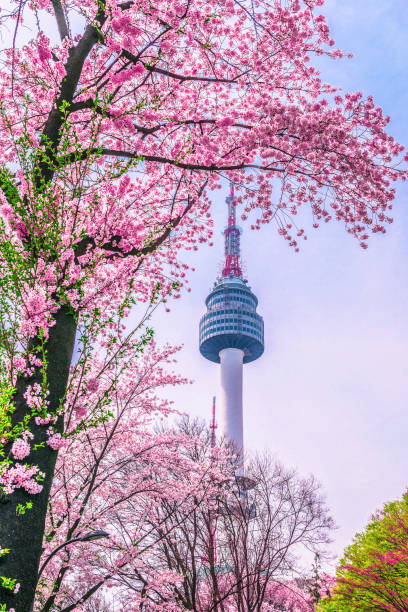 🌸 2025년 벚꽃 축제 가이드 : 특별한 아름다움🌸&amp;quot;
