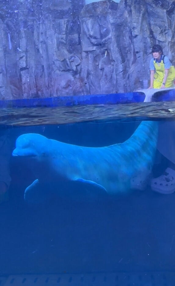 여수아쿠아플라넷-벨루가