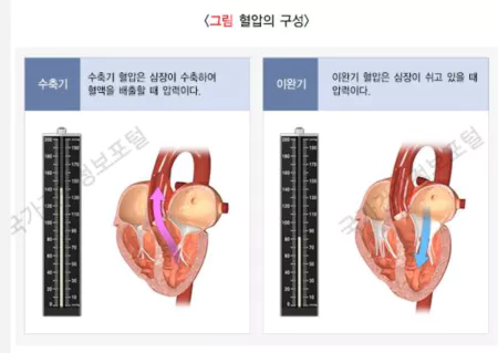 혈압-조절