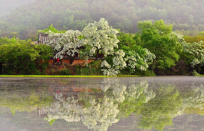 경남-밀양시-위양지의-이팝나무