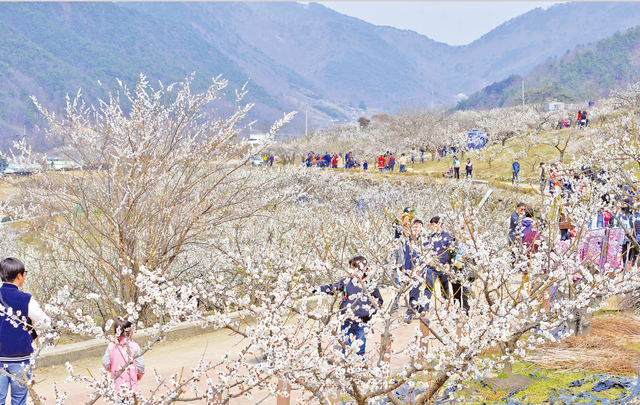 매화축제