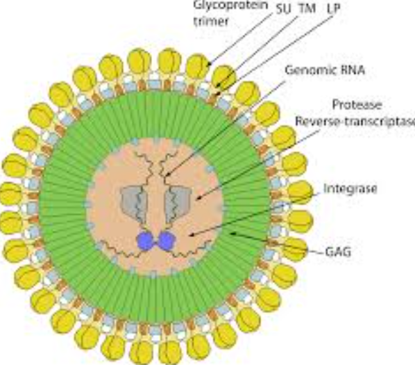 고병원성 조류인플루엔자