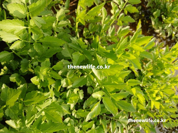 미나리 효능의 영양 성분이 가득 담긴 실물 사진
