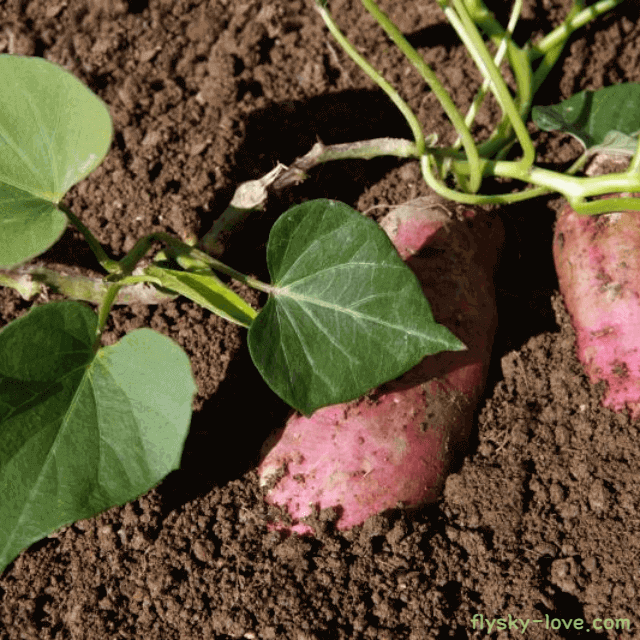 변비에 도움 되는 고구마