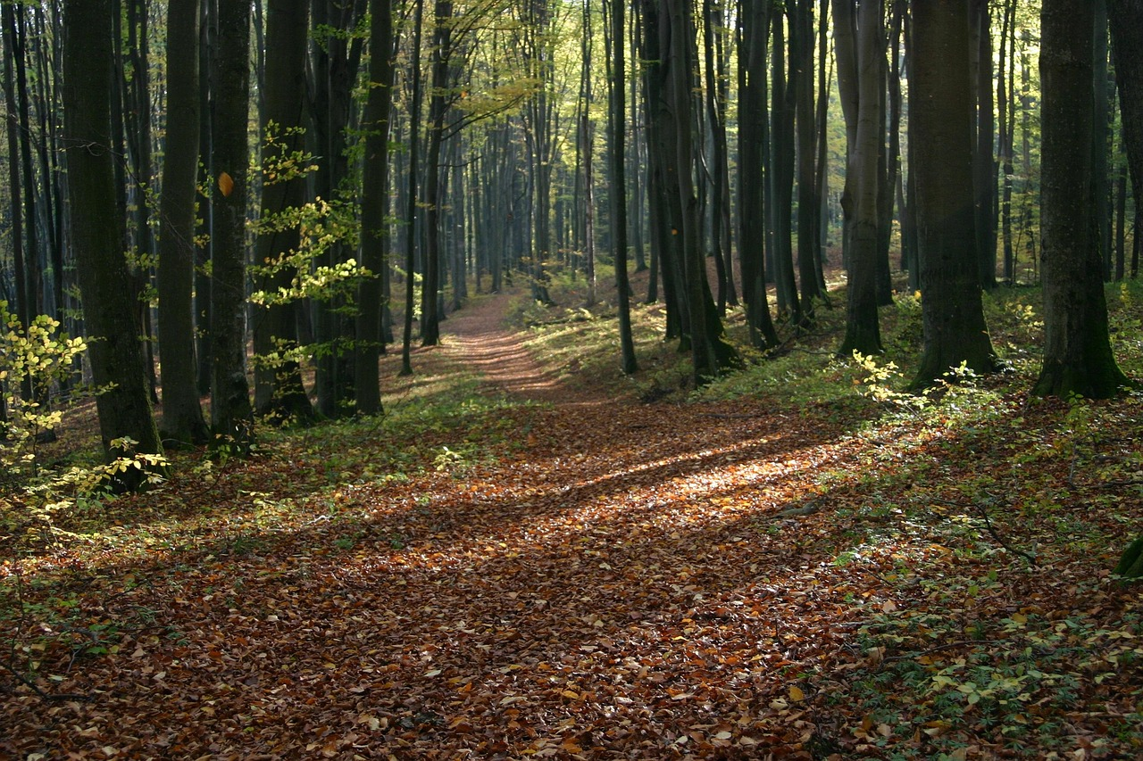 화담숲 예약방법 단풍의 절정시기 가는방법