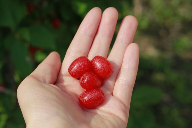 보리수 효능 10가지 및 부작용 및 주의사항