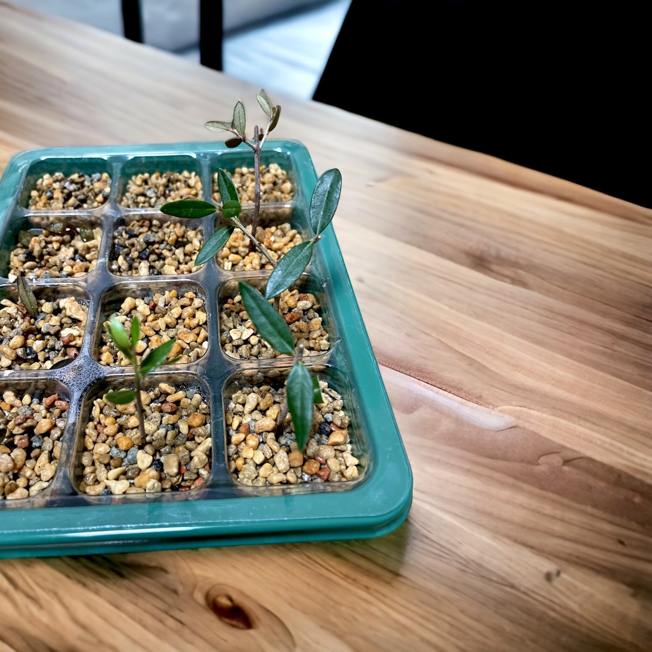 토스카 올리브나무